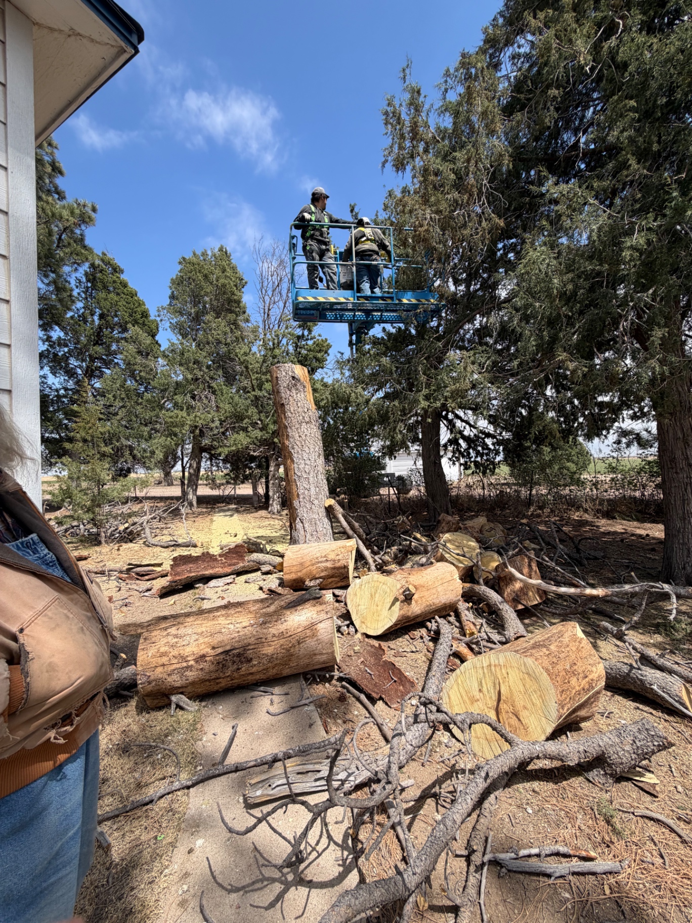 Crew removing a hazardous tree from a bucket lift